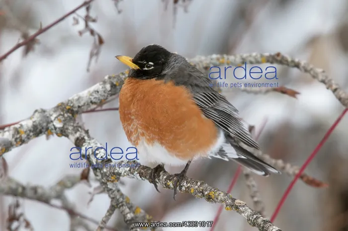 : American Robin in winter : American Robin in winter