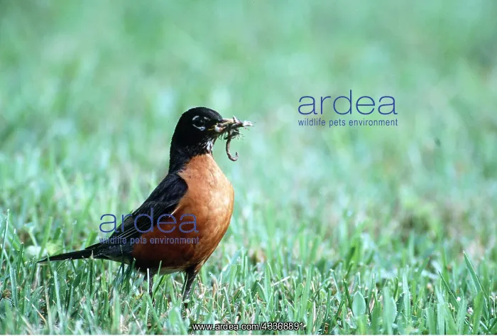 : AMERICAN ROBIN - with worms in beak : AMERICAN ROBIN - with worms in beak