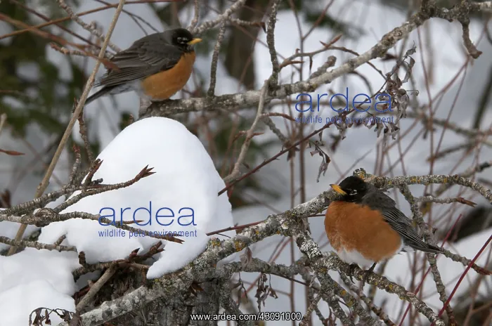 : American Robins : American Robins