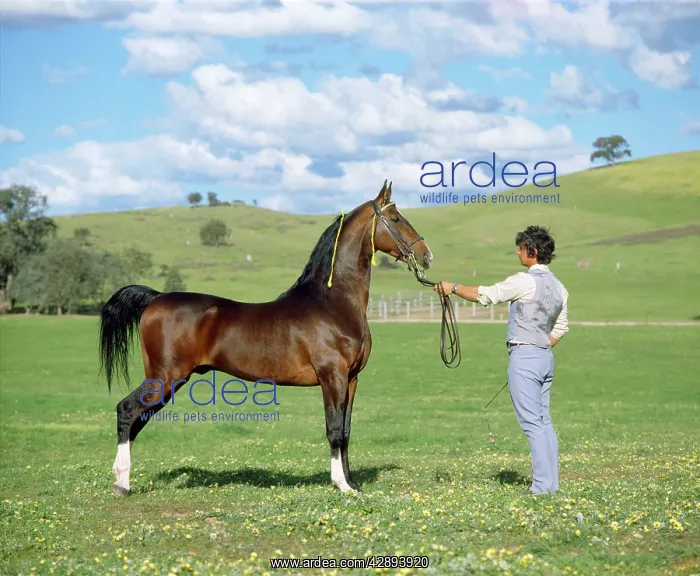  : American Saddlebred Horse - held on rein