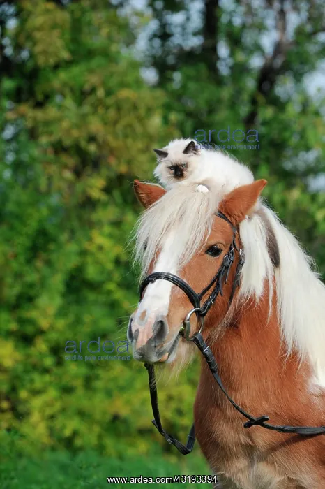: American Shetland Pony with a Birman Cat on its : American Shetland Pony with a Birman Cat on its
