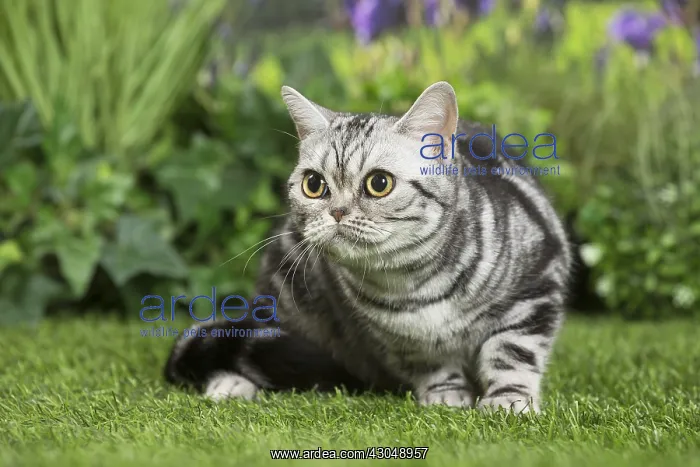  : American Shorthair Cat