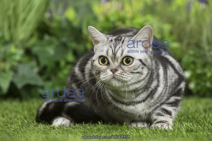  : American Shorthair Cat