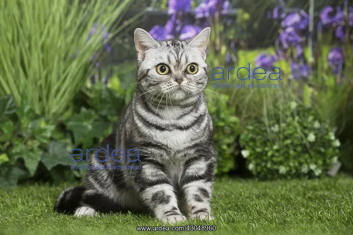  : American Shorthair Cat