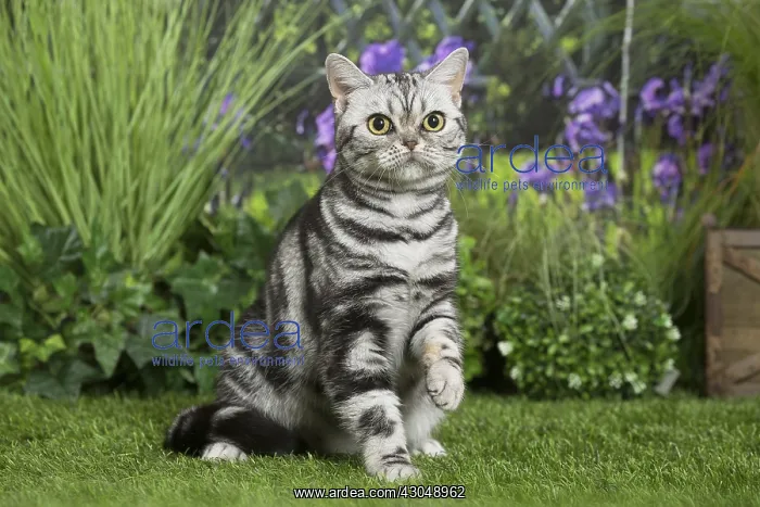  : American Shorthair Cat