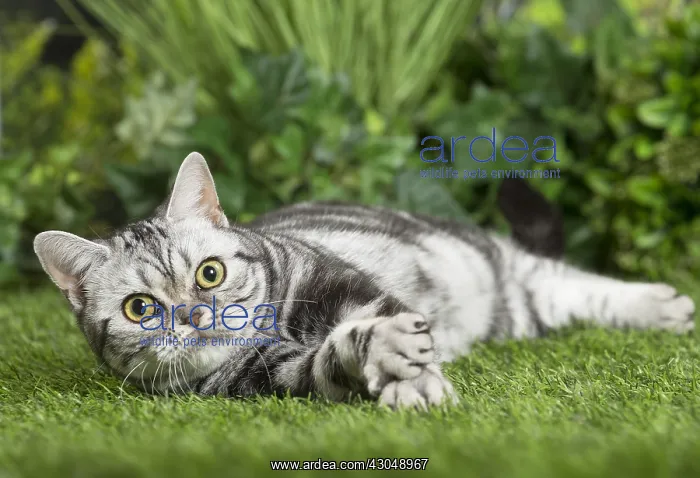  : American Shorthair Cat