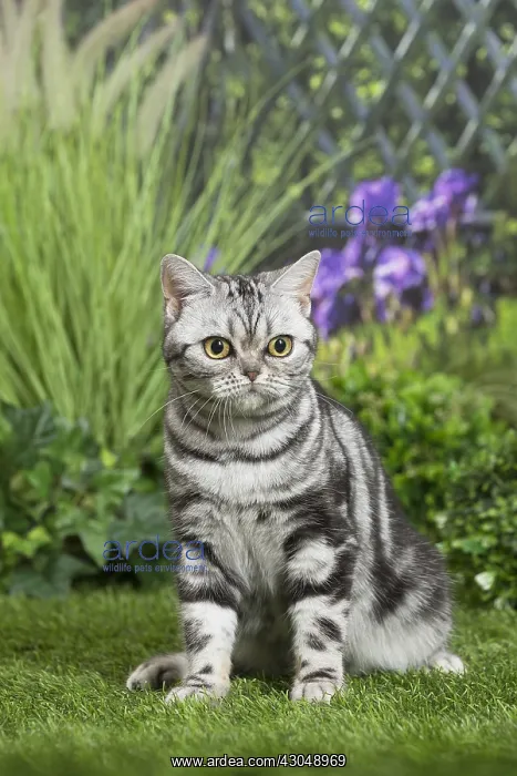  : American Shorthair Cat