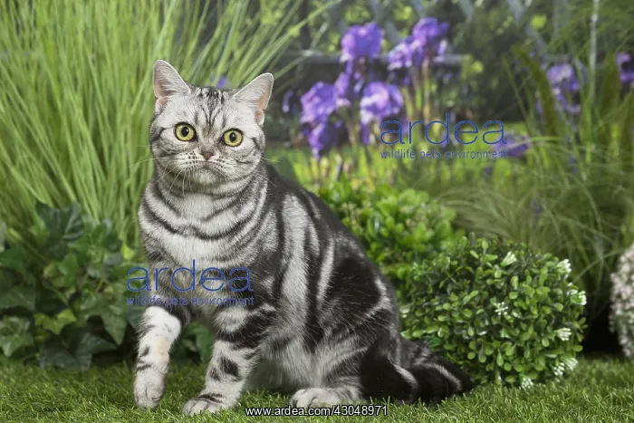 : American Shorthair Cat