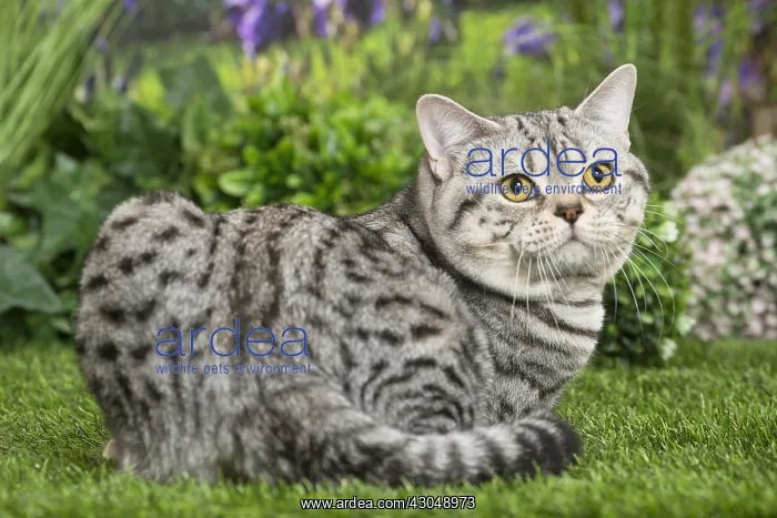  : American Shorthair Cat