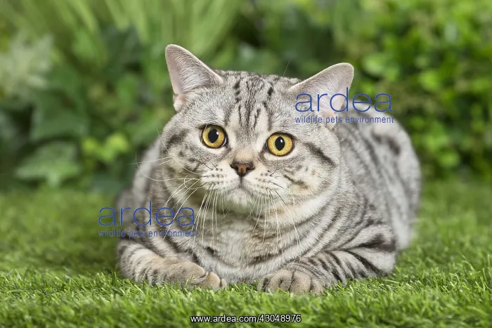  : American Shorthair Cat