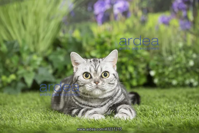  : American Shorthair Cat