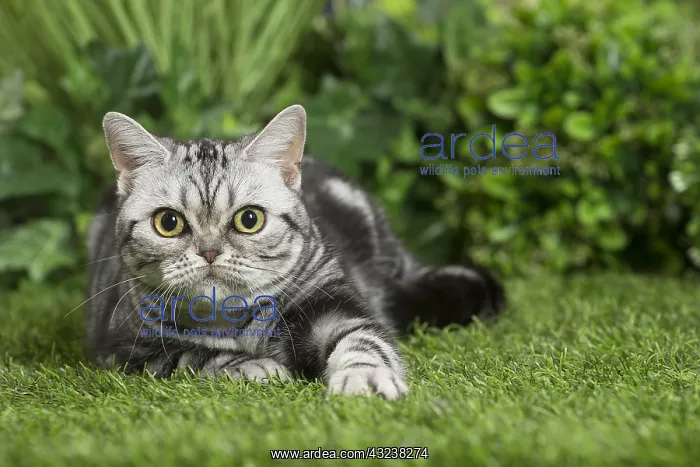  : American Shorthair Cat