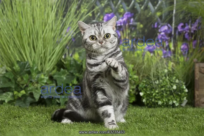 : American Shorthair Cat : American Shorthair Cat