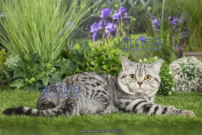  : American Shorthair Cat