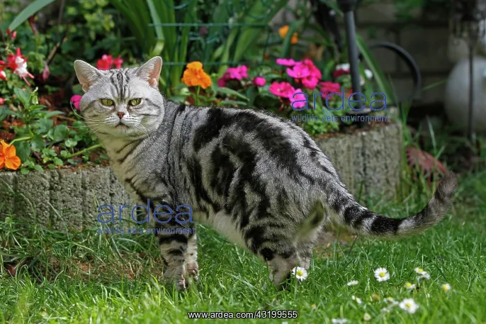 : American Shorthair cat in the garden Diverse Katzen : American Shorthair cat in the garden Diverse Katzen