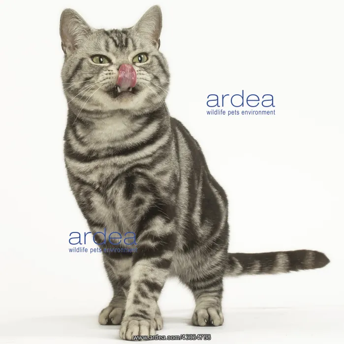 : American Shorthair Cat in the studio : American Shorthair Cat in the studio