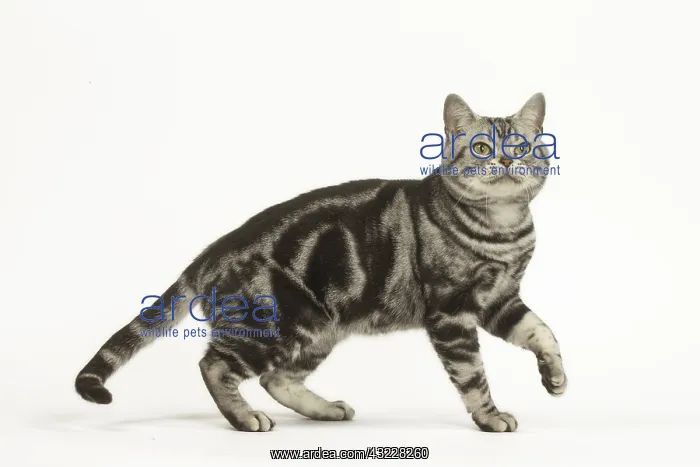 : American Shorthair Cat in the studio : American Shorthair Cat in the studio
