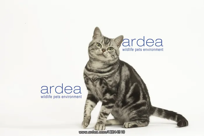 : American Shorthair Cat in the studio