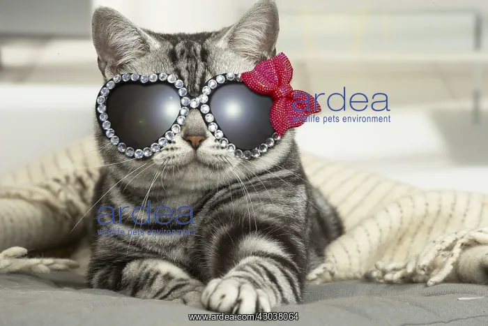 : American Shorthair Cat wearing heart-shaped glasses : American Shorthair Cat wearing heart-shaped glasses