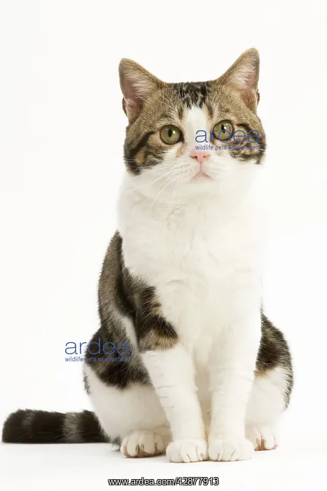 : American Shorthair Cat - white & brown tabby : American Shorthair Cat - white & brown tabby