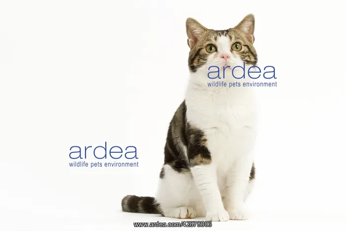 : American Shorthair Cat - white & brown tabby : American Shorthair Cat - white & brown tabby