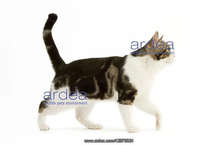 : American Shorthair Cat - white & brown tabby : American Shorthair Cat - white & brown tabby
