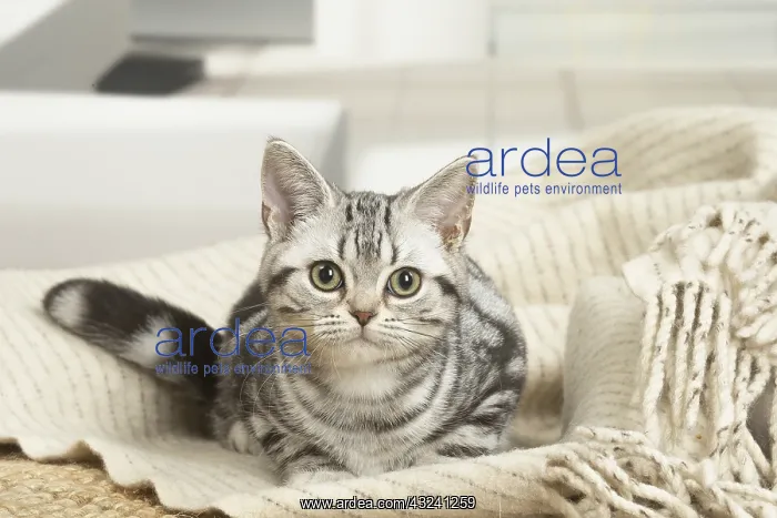  : American Shorthair Kitten indoors
