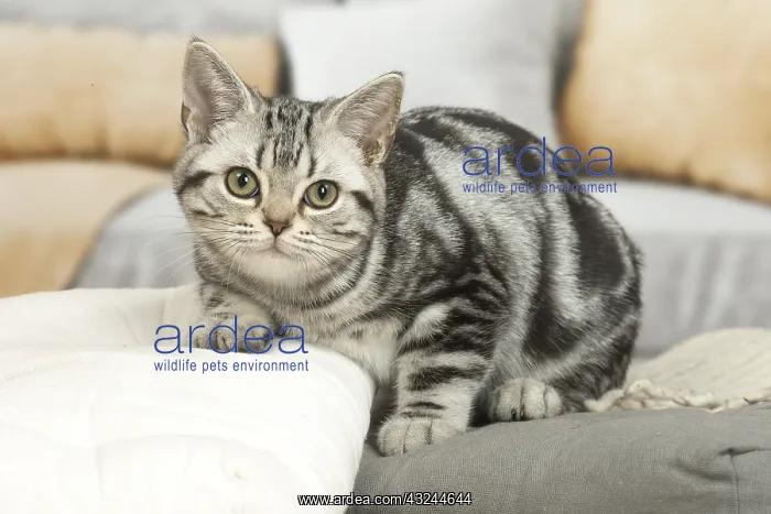  : American Shorthair Kitten indoors