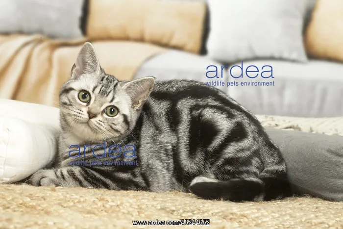 : American Shorthair Kitten indoors