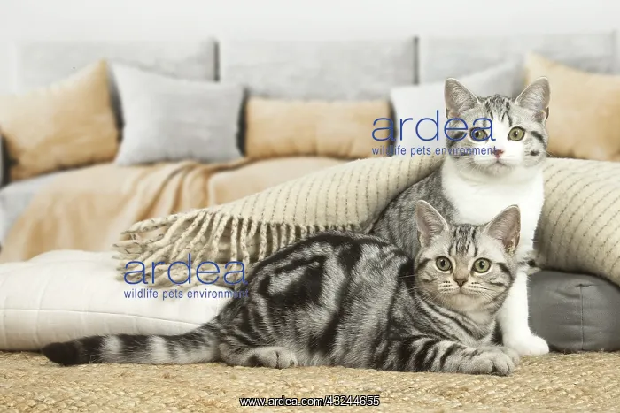  : American Shorthair Kitten indoors