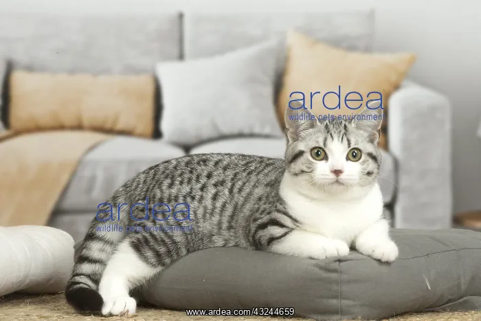 : American Shorthair Kitten indoors : American Shorthair Kitten indoors
