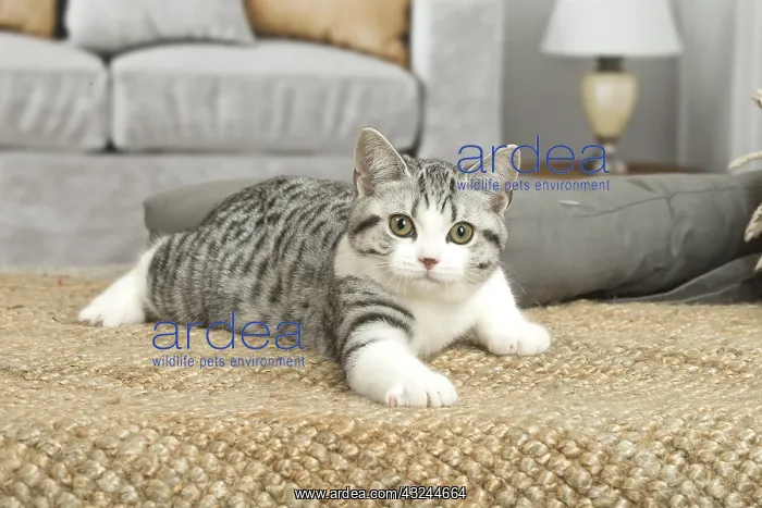  : American Shorthair Kitten indoors