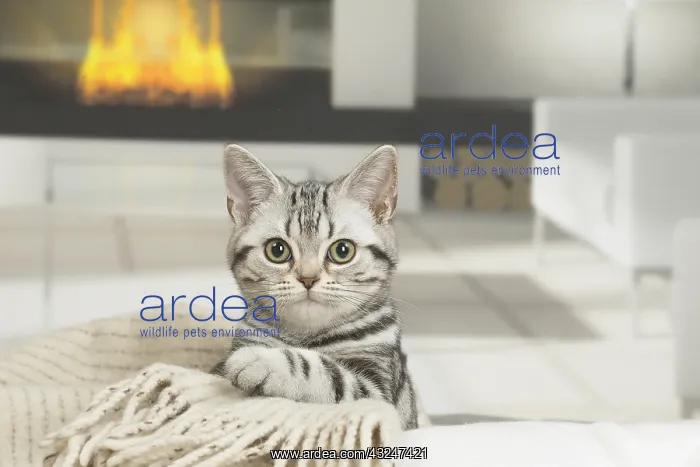  : American Shorthair Kitten indoors