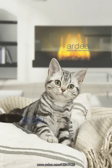  : American Shorthair Kitten indoors