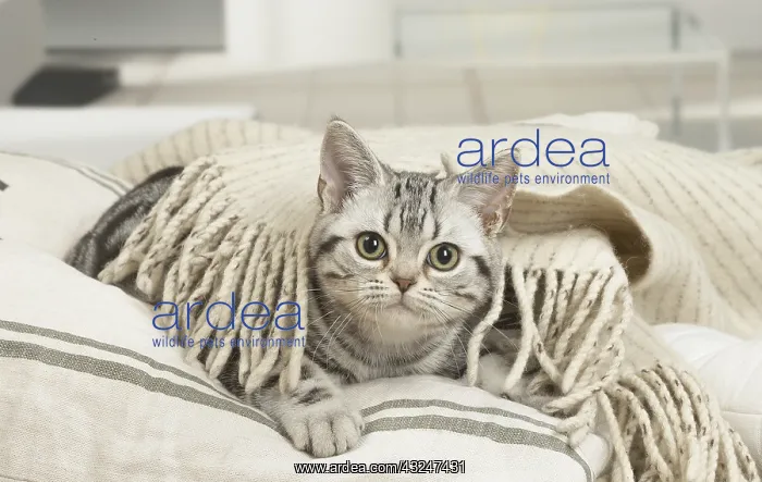 : American Shorthair Kitten indoors : American Shorthair Kitten indoors