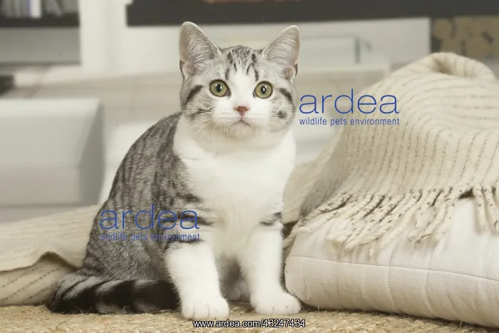  : American Shorthair Kitten indoors