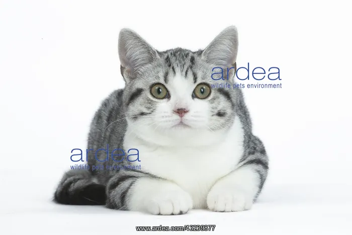  : American Shorthair Kitten in the studio