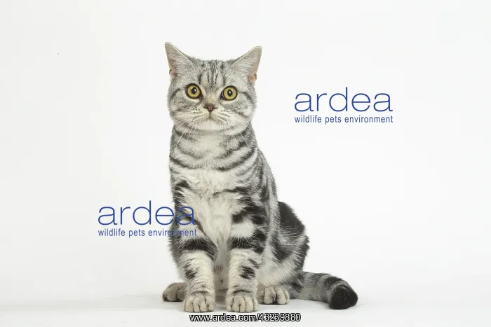 : American Shorthair Kitten in the studio