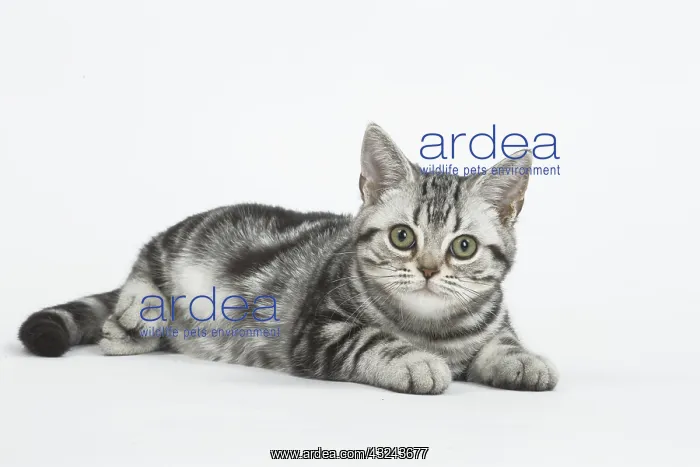  : American Shorthair Kitten in the studio
