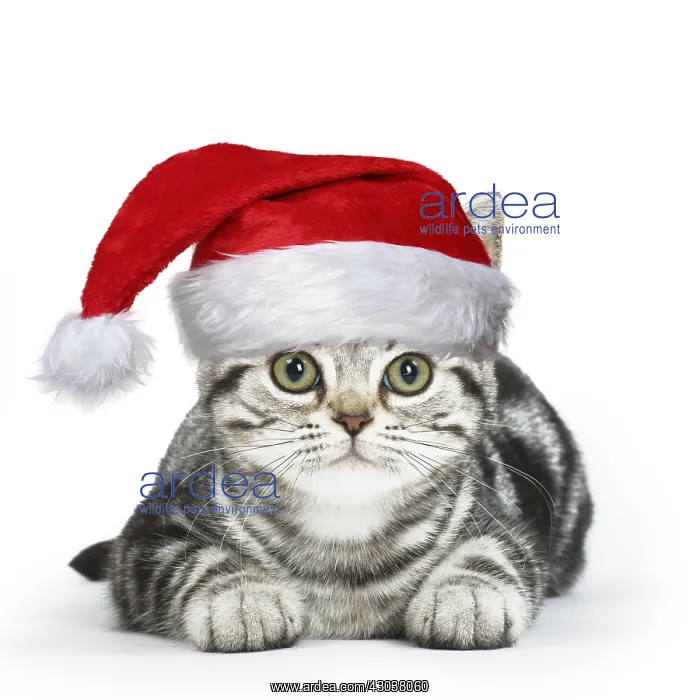 : American Shorthair Kitten in the studio wearing : American Shorthair Kitten in the studio wearing