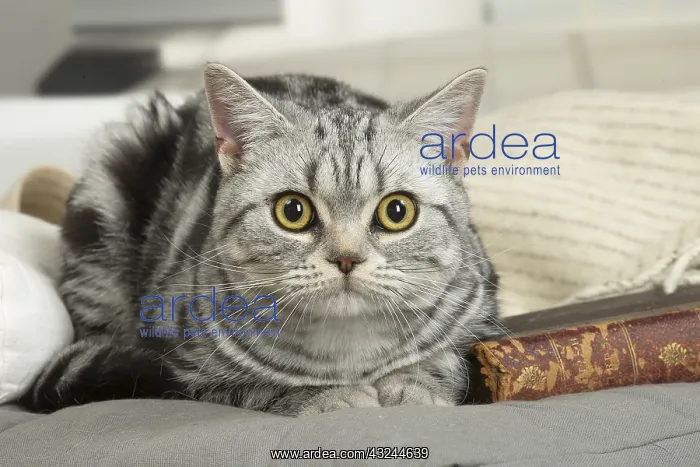  : American Shorthair Kittens indoors