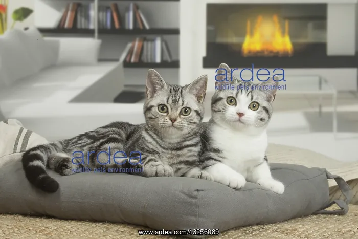 : American Shorthair Kittens indoors : American Shorthair Kittens indoors