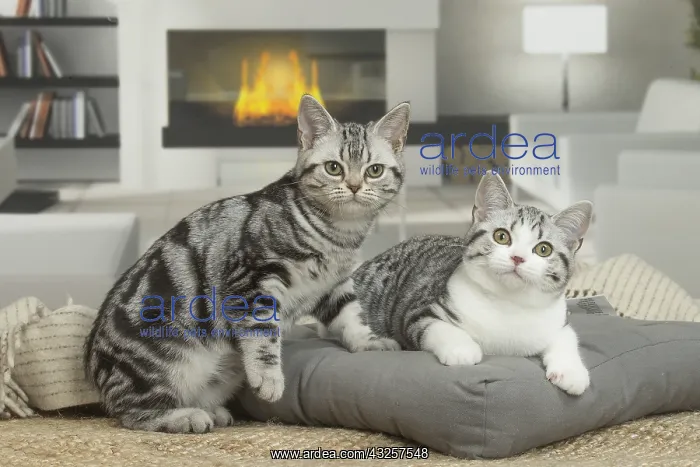 : American Shorthair Kittens indoors : American Shorthair Kittens indoors