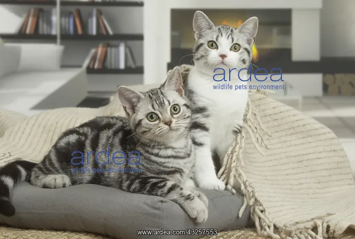 : American Shorthair Kittens indoors : American Shorthair Kittens indoors