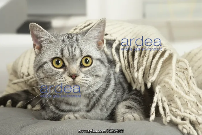  : American Shorthair Kittens indoors