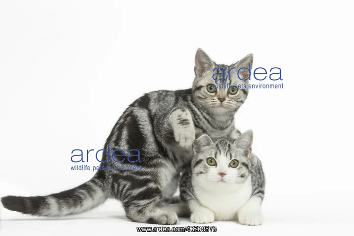  : American Shorthair Kittens in the studio