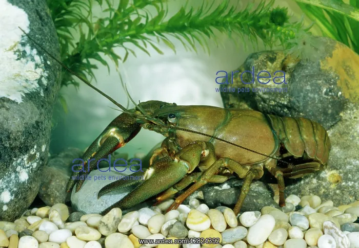 : American signal Crayfish : American signal Crayfish