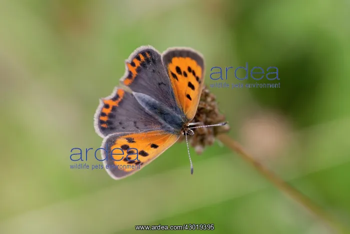 : American Small Copper Butterfly Summer : American Small Copper Butterfly Summer