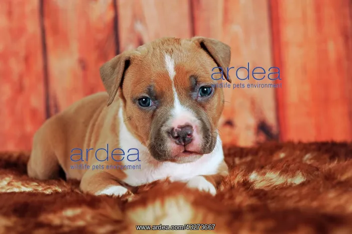 : American Staffordshire Terrier, puppy 4 weeks, red-white : American Staffordshire Terrier, puppy 4 weeks, red-white