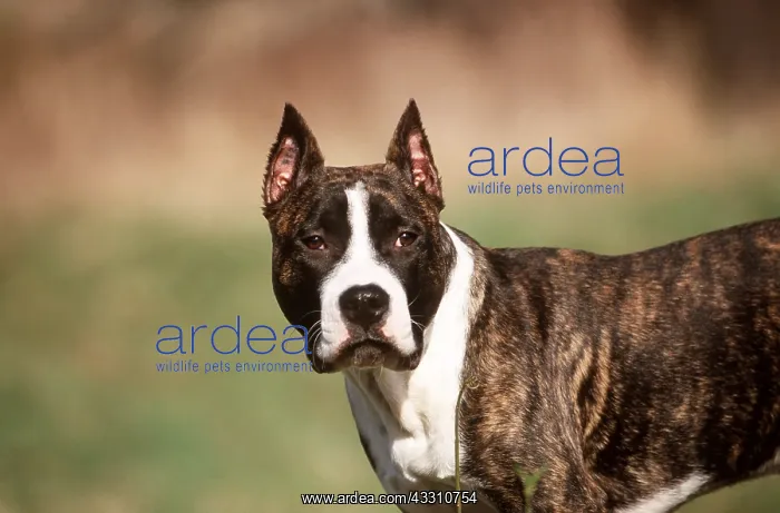 : AMERICAN STAFFORDSHIRE TERRIER : AMERICAN STAFFORDSHIRE TERRIER